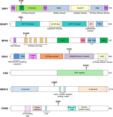 Mitochondrial Dynamics and Mitochondria-Lysosome Contacts in Neurogenetic Diseases